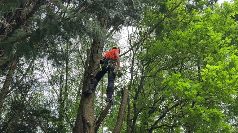 Best Tree Removal Services  in Valley Green, PA